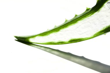 Beyazlara karşı dikenli kenarları olan yeşil aloe vera yaprağının detaylı bir görüntüsü.