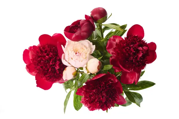 Lush Arrangement Red Pink Peonies Green Leaves — Stock Photo, Image