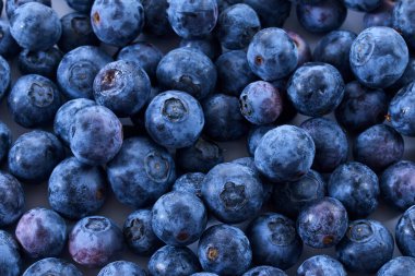 Çerçeveyi canlı mavi bir tonla dolduran olgun yabanmersini sürüsü..