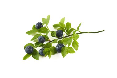 Beyaz arka planda canlı yeşil yapraklı olgun yabanmersini..