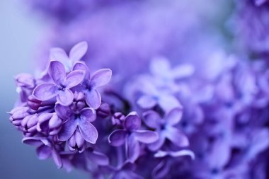 Yumuşak odaklı arka planı olan mor leylak çiçeklerine yakın plan.