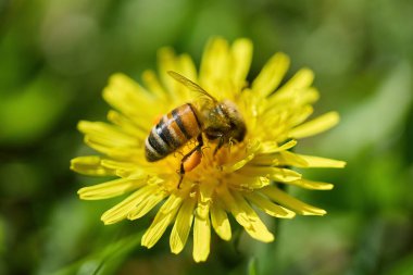 Yeşil arka planda canlı sarı bir karahindiba üzerinde bal arısının yakın çekimi.