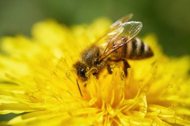 Parlak sarı bir çiçekteki arıya yakın çekim, görünür kanatlar ve polenlerin ayrıntıları.