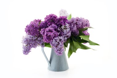 Gri bir vazoya yerleştirilmiş mor ve mor leylaklar beyaz bir arkaplana karşı..