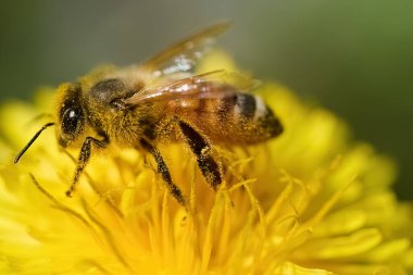 Vücudunda polen olan bir arıya yakın çekim, canlı sarı bir çiçek..