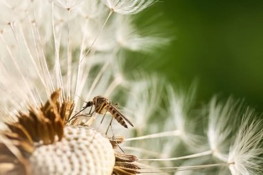 Close-up of a mosquito perched delicately on a dandelion seed. clipart