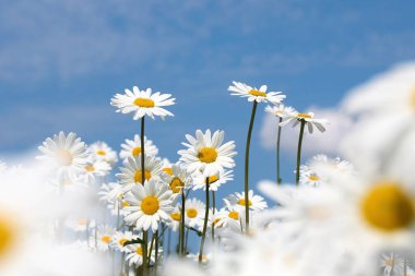 Arkaplanda açık mavi bir gökyüzü olan canlı bir beyaz papatya manzarası.