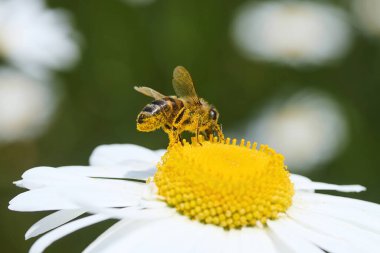 Gün ışığında canlı bir papatya üzerinde polen toplayan bir arı..