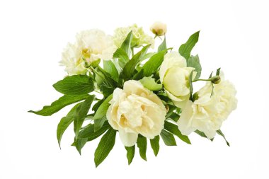 Beyaz arka planda, yemyeşil yapraklı şakayıklardan oluşan canlı bir düzen..