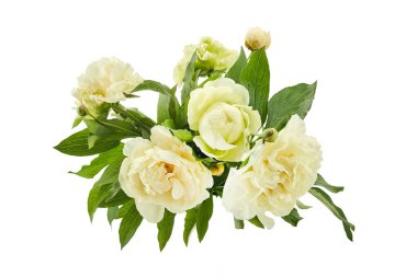 Beyaz arka planda yeşil yapraklı canlı bir şakayık kümesi..