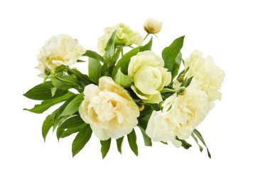 Beyaz arka planda yeşil yapraklı canlı bir şakayık kümesi..