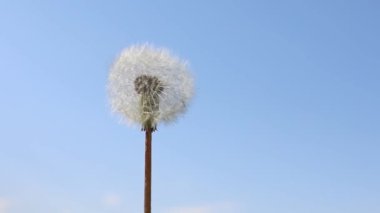 Bir karahindiba açık mavi gökyüzüne karşı rüzgarda tohumlarını kaybediyor..