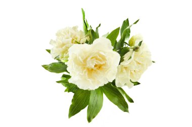 Beyaz arka planda yeşil yapraklı zarif bir buket beyaz şakayık..