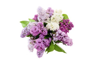 Bir demet beyaz ve mor leylak çiçekli yeşil yapraklı beyaz.