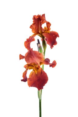 A beautiful orange iris flower blooms, captured against a pure white background. clipart