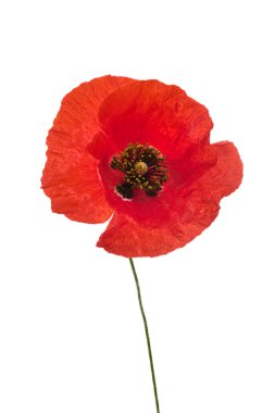 Beyaz bir arka planda soyutlanmış, karanlık bir merkezi olan narin kırmızı bir gelincik..