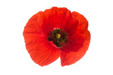 Tek bir parlak kırmızı gelincik çiçeği ile siyah bir merkez beyaz arka plana karşı.