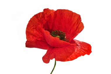 Beyaz arka planda yeşil saplı, tek bir kırmızı haşhaş..