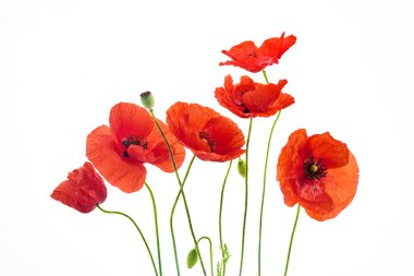 Beyaz arka planda yeşil saplı kırmızı gelincik buketi.