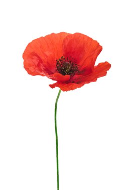 Beyaz arka planda narin taç yaprakları olan parlak kırmızı bir gelincik..