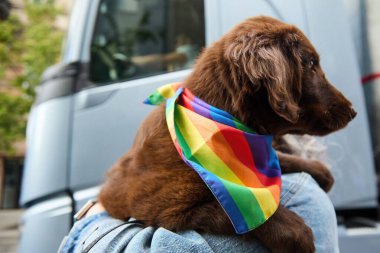 Gökkuşağı bandanalı kahverengi bir köpek yavrusu arka planda bulanık bir kamyonla dışarıda tutuluyor..