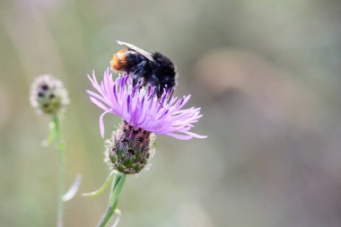 Bulanık doğal bir arka planda mor bir devedikeni çiçeğinin üzerindeki yaban arısı..