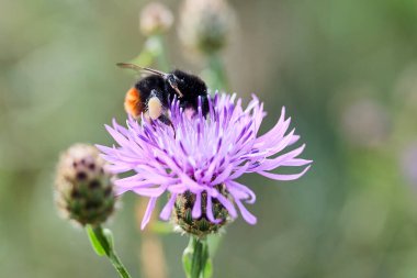 Mor bir devedikeni parlak bir doğal ortamda tozlaştıran bir arıya yakından bakın..