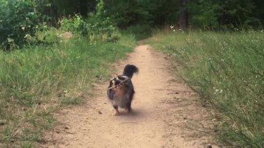 Happy Dog, Stick on a Walk 'ı yakalıyor. Neşeli bir köpek yeşilliklerle çevrili bir yolda yürüyor..