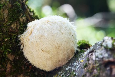 Close-up of a Lions Mane mushroom growing on a mossy log in a forest. The white, shaggy mushroom contrasts with the earthy colors around it. clipart