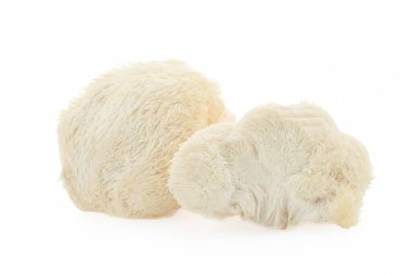 Beyaz arka planda iki Aslan Yelesi mantarının yakın çekimi tüylü ve dokusunu gözler önüne seriyor..