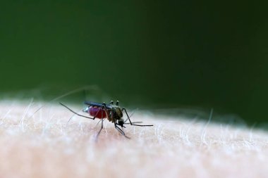 Yeşil arka planda insan derisinden kan emen bir sivrisineğin yakın çekimi..