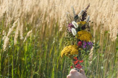 Güneşli bir çayırda uzun otlarla dolu renkli kır çiçeklerini tutan bir el..