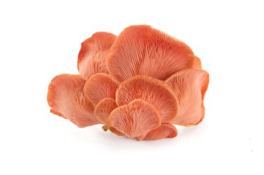 Canlı pembe bir istiridye mantarının beyaz bir arka plana yakın plan görüntüsü. Kompozisyon, karmaşık solungaçları ve organik dokuyu vurguluyor..