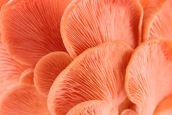 stock image A close-up image showcasing the delicate textures and patterns of pink mushroom gills.