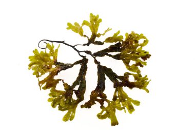 A detailed image of a seaweed plant with branching green and brown tendrils, isolated on a white background. clipart