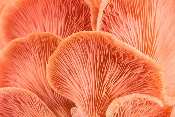 stock image A close-up image showcasing the delicate textures and patterns of pink mushroom gills.