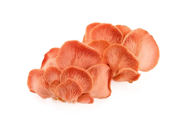 stock image Close-up of vibrant pink oyster mushrooms on a white background, showcasing their delicate textures and natural beauty.