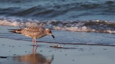 Bir martı kumlu bir sahilde, arka planda nazik okyanus dalgaları olan bir balığı gagalar..
