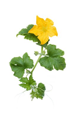 Beyaz arka planda kabak ya da kabak çiçeği var. Büyük yapraklı yeşil bir sapın tepesinde canlı sarı bir çiçek.