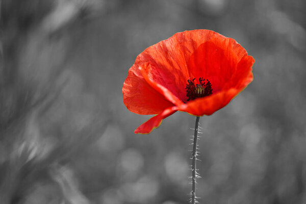 A solitary, vibrant red poppy stands out against a black and white blurred background in a field.