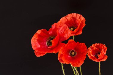 Anma Günü tebrik kartı. Siyah arka planda güzel kırmızı gelincikler. Unutmayalım diye..