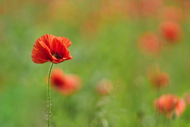 Tek bir kırmızı gelincik yeşil bir alanda duruyor. Arka planı bulanık..