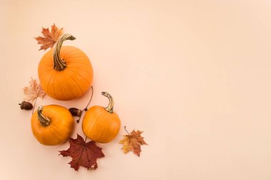 Arka planda sonbahar yaprakları ve meşe palamudu olan üç balkabağı. Sonbahar temalı kompozisyon.
