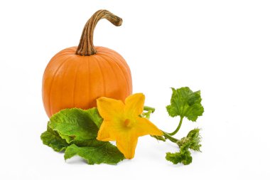 Canlı turuncu bir balkabağı, sarı çiçekli ve yeşil yapraklı beyaz arka planda..