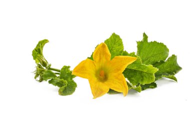 Yeşil yapraklı parlak sarı çiçek ve beyaz arka planda sapları var..