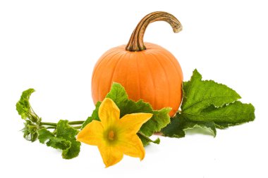 Yeşil yapraklı parlak turuncu bir balkabağı ve beyaz arka planda canlı sarı bir çiçek..