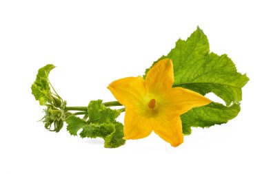 Beyaz arka planda yeşil yapraklı parlak sarı bir balkabağı çiçeği..