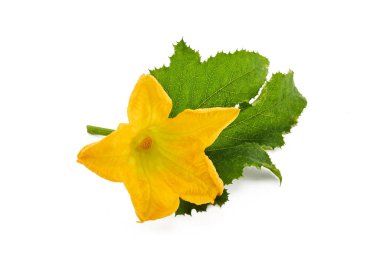 Beyaz arka planda yeşil yapraklı parlak sarı kabak çiçeği.