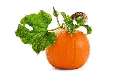 Beyaz arka planda taze yeşil yapraklı balkabağı.