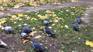 Düşen sonbahar yapraklarıyla kaplanmış çimenleri arayan bir güvercin sürüsü..